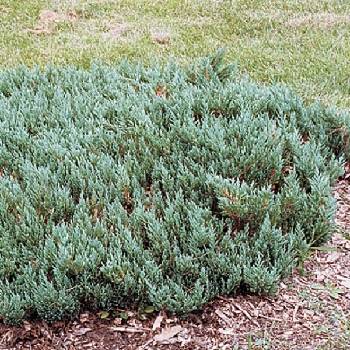 Можжевельник горизонтальный Juniperus horizontalis 'Blue Forest'